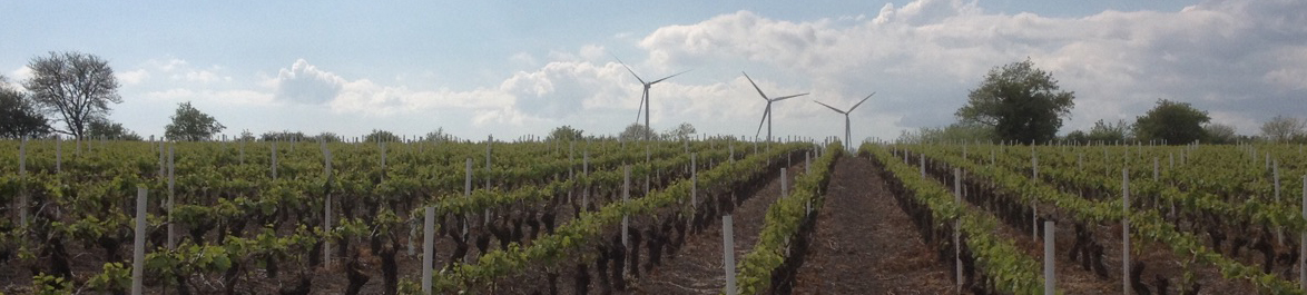 Anthony Amiant, vins 44 à St mars de coutais 